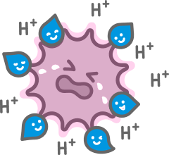 ノンエンベロープウイルスに対する作用順序2