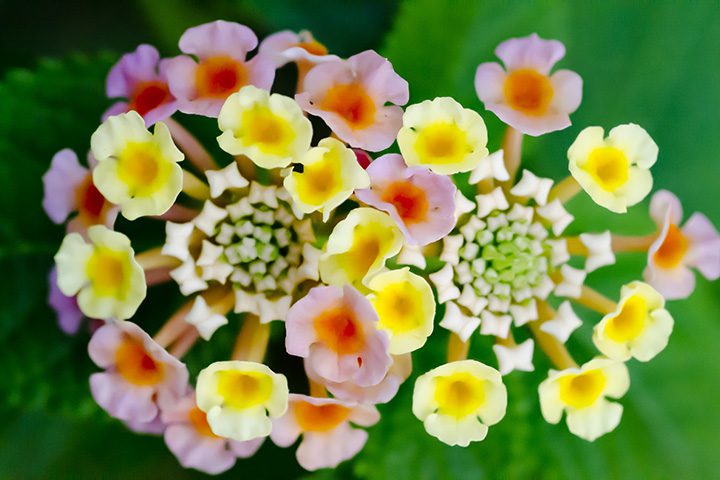 夏の花でガーデニング！暑さに強く育てやすい植物 | For your LIFE