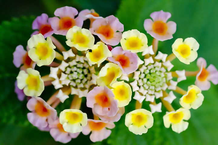 夏の花でガーデニング！暑さに強く育てやすい植物