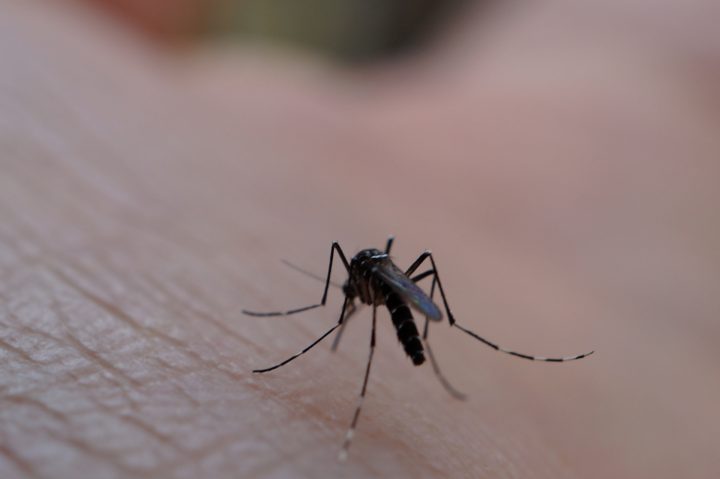 蚊の生物体としての特性とその一生