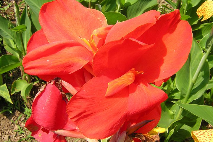 夏の花でガーデニング 暑さに強く育てやすい植物 For Your Life