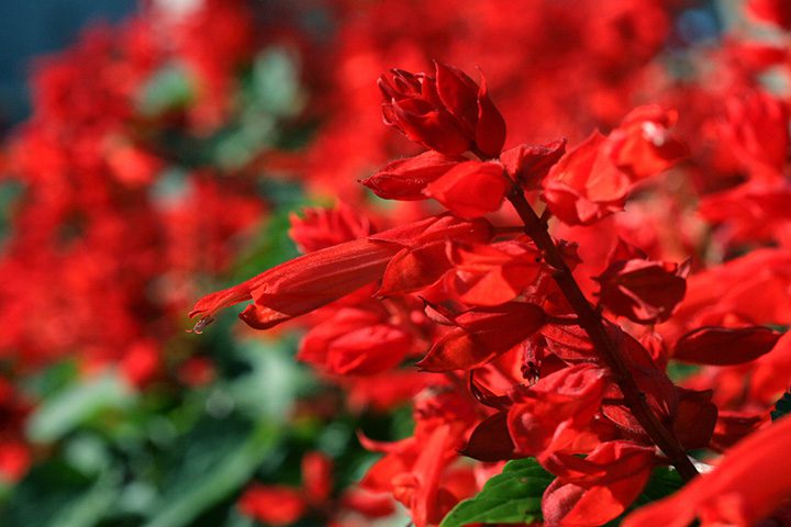 夏の花でガーデニング 暑さに強く育てやすい植物 For Your Life