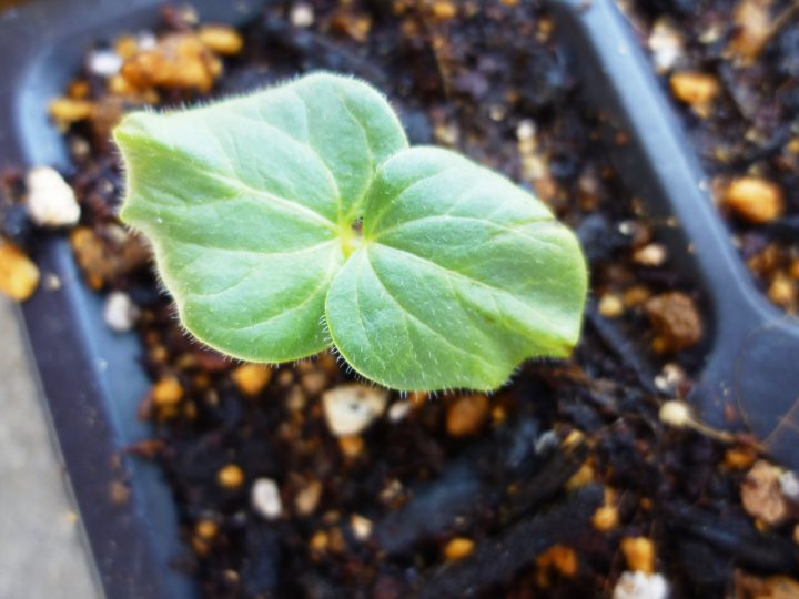 苗の植え付け方法 庭植え 鉢植え ガーデニングの基本 For Your Life