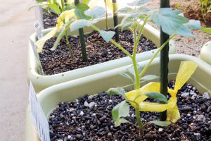 苗の植え付け方法 - 庭植え・鉢植え【ガーデニングの基本】