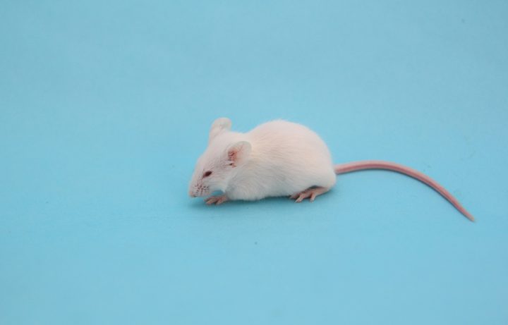 ネズミが発生する原因とは ねずみの習性を知って対策しよう For Your Life