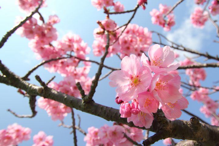 2月に桜！？本州で一番早い桜“河津桜” | For your LIFE