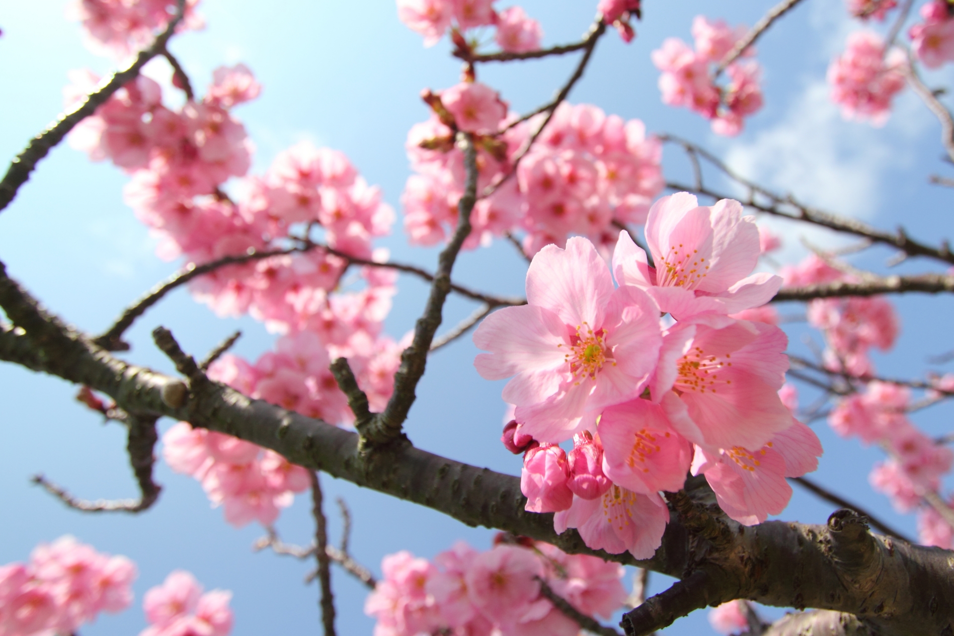 かこ 11月下旬～12月中旬① 2月に桜！？本州で一番早い桜“河津桜” - For your LIFE