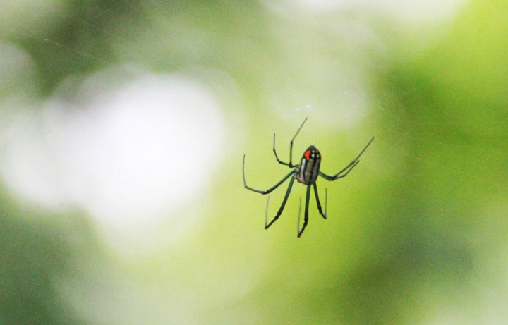 クモ 蜘蛛 が発生する原因とは クモの習性を知って対策しよう For Your Life