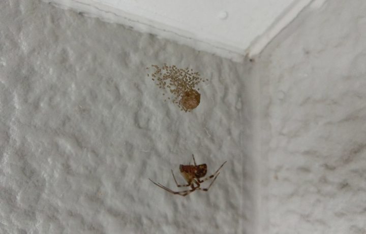 家 蜘蛛 小さい 白い Htfyl