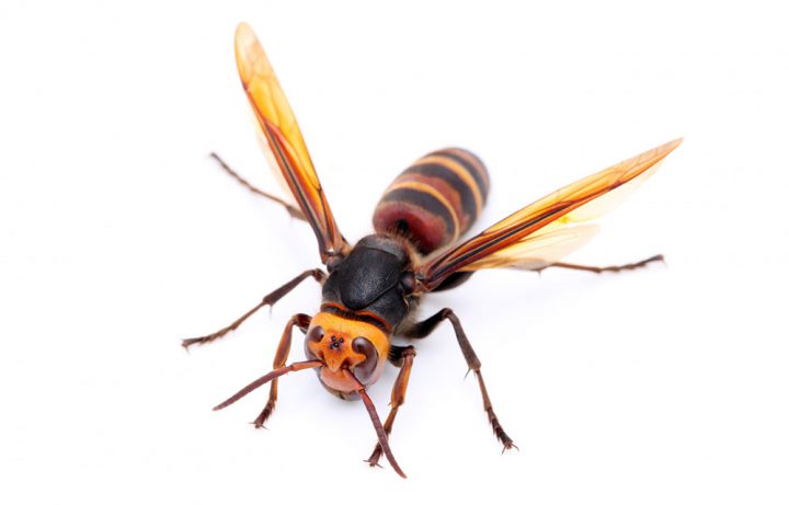 ハチ 蜂 が発生する原因とは ハチの退治方法と予防対策 For Your Life