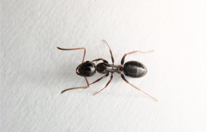 アリ 蟻 が発生する原因とは アリの習性を知って対策しよう For Your Life