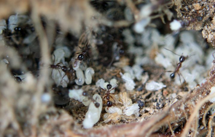 アリ 蟻 が発生する原因とは アリの習性を知って対策しよう For Your Life