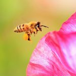 ミツバチの面白い生態について 女王バチも働きバチもみんなメス・・オスは10パーセント