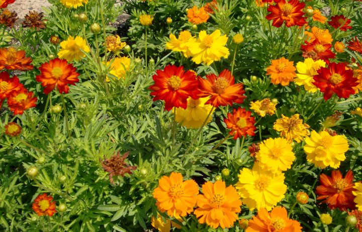 秋に人気の花でガーデニング 庭や鉢植えで季節を楽しめる植物 For Your Life