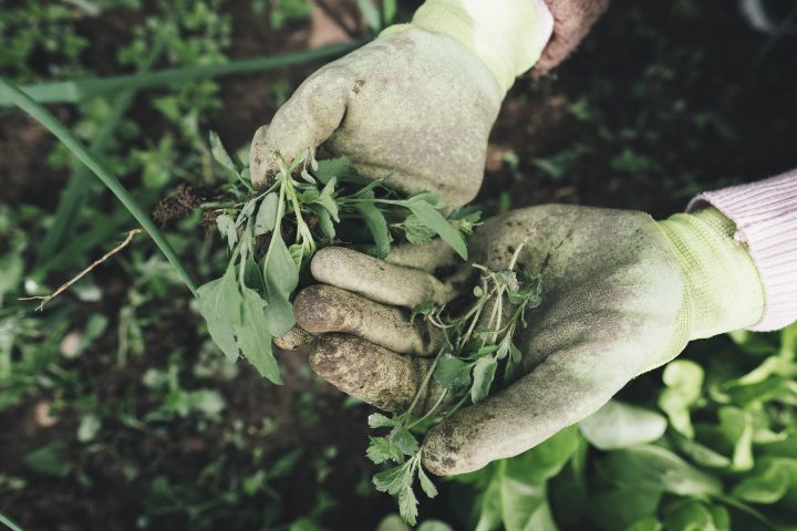 お庭の除草方法。手軽にできる除草対策や除草剤の使い方について解説 | For your LIFE