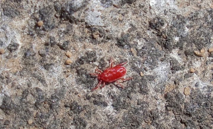 赤い 小さい クモ 赤い小さいクモのような虫はタカラダニ その対処法は