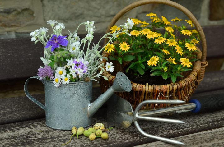 冬の花でガーデニング 寒さに強く育てやすい植物12選 For Your Life
