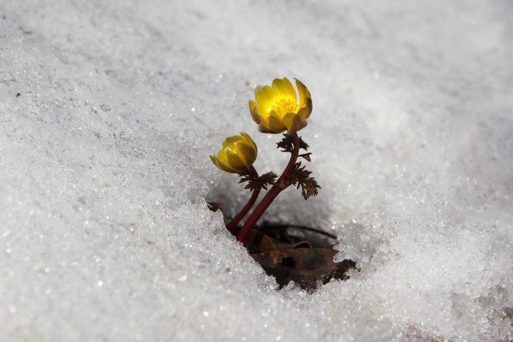 冬の花でガーデニング 寒さに強く育てやすい植物12選 For Your Life