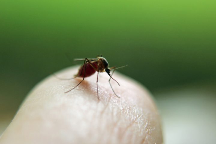 あの嫌な蚊の鳴き声の正体は 羽音にも役割がある For Your Life