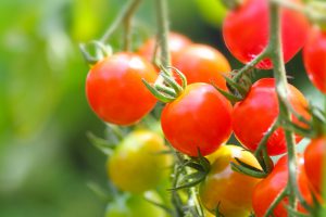 家庭菜園でのトマトの育て方やコツをご紹介【初心者でも安心】