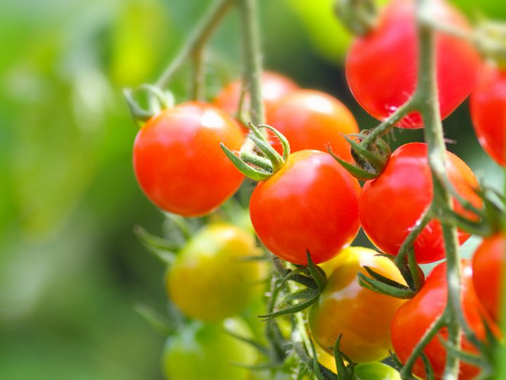 家庭菜園でのトマトの育て方やコツをご紹介【初心者でも安心】