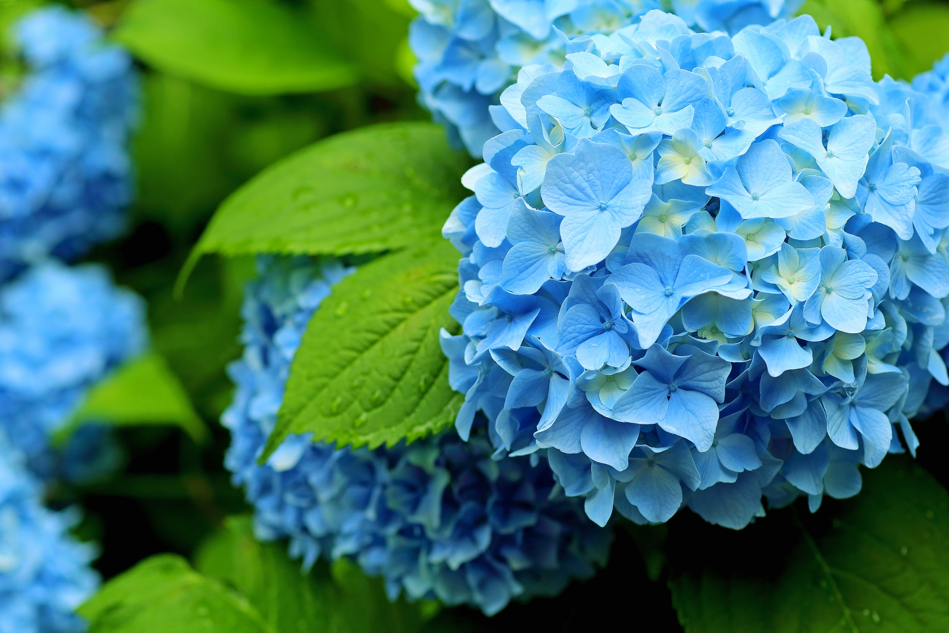 アジサイの七変化 - For your LIFE