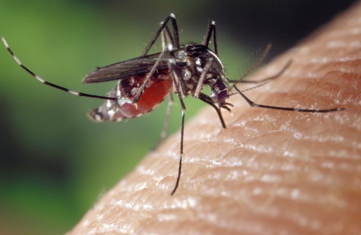 蚊に刺されると感染症を発症する可能性も