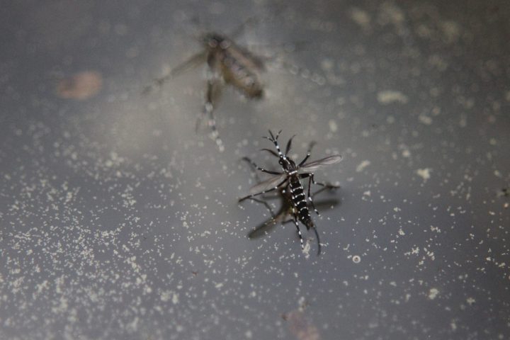 屋内 屋外 やっかいな蚊を駆除する方法 For Your Life