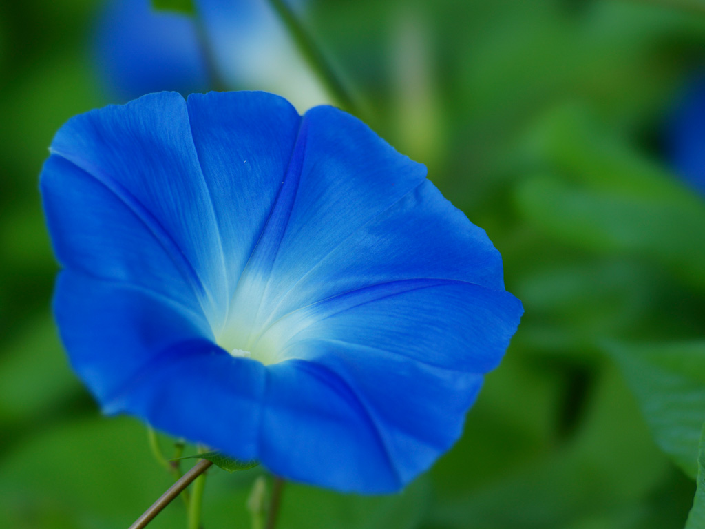 朝顔すだれ みどりのカーテン 西洋アサガオ | 暑い夏を快適に