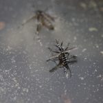 【屋内／屋外】やっかいな蚊を駆除する方法