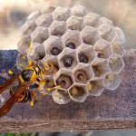 夏から秋にかけて凶暴化するアシナガバチの対策！