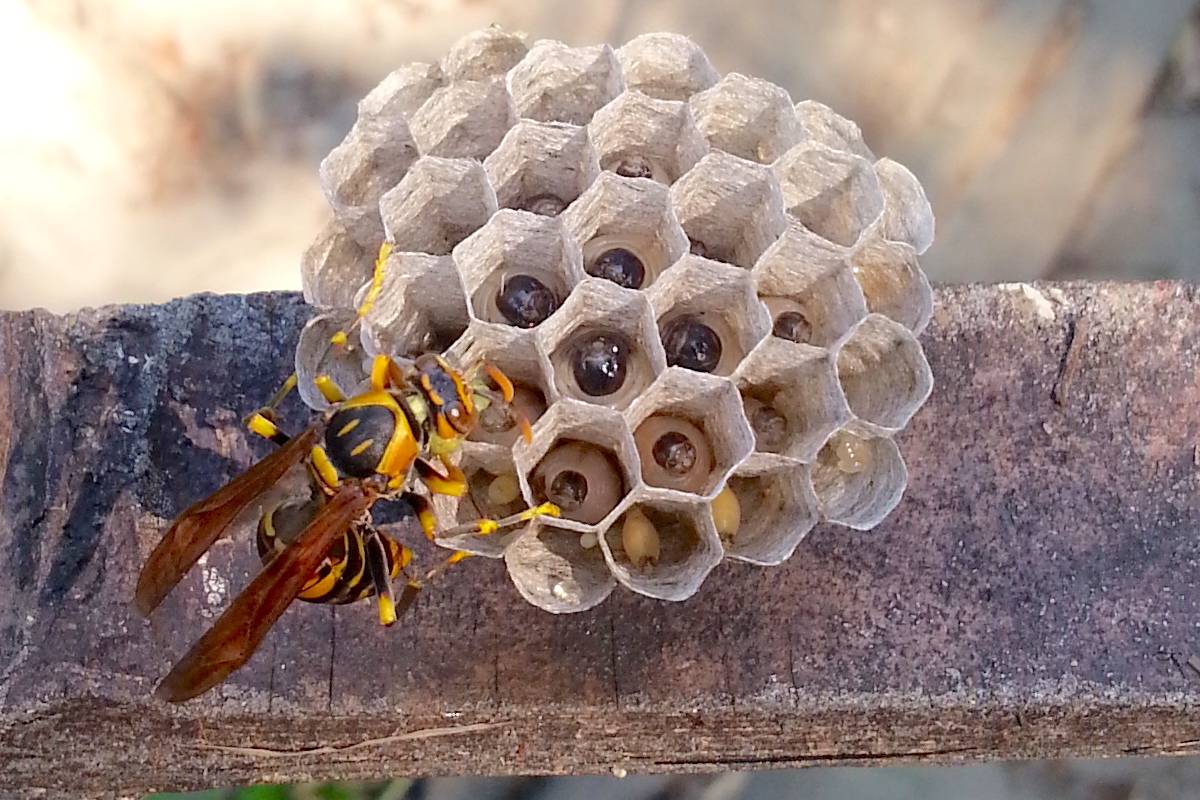 夏から秋にかけて凶暴化するアシナガバチの対策！ - For your LIFE