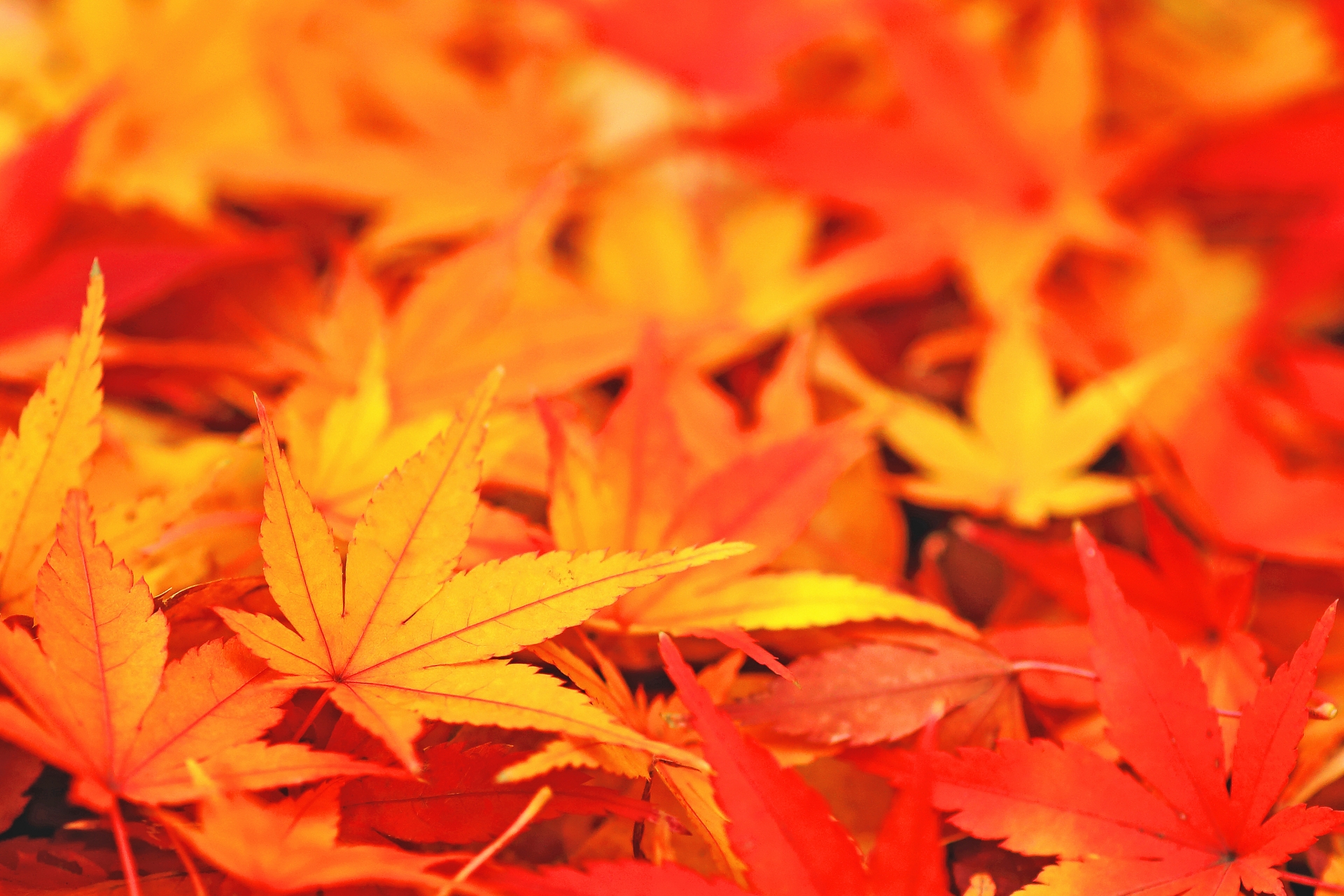春の花見。秋紅葉狩り。ちょっとしたよそ行きにピッタリです。 f85600680c0d22b3751ef61bbdec7e
