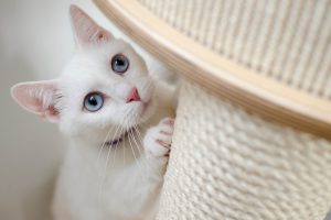 猫の習性・行動とその理由を紹介！かわいい行動から謎の行動まで解説