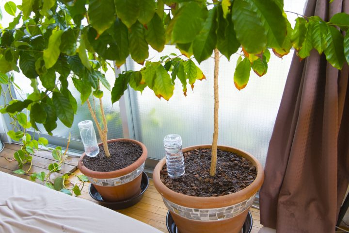 【62%OFF!】 じょうろ 植木鉢 あらゆる種類の植物に水をまくための便利な屋内花 鉢植えの植物と花屋内と屋外の庭 1000ML mateo-appartement.de