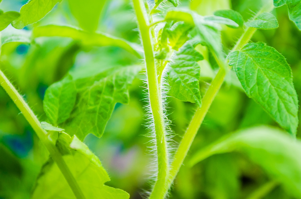 野菜に付く害虫の予防と対策