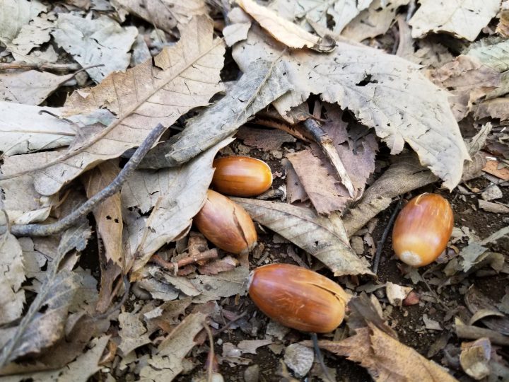 【不快害虫】ワラジムシが発生する原因とは？ワラジムシの予防と駆除について