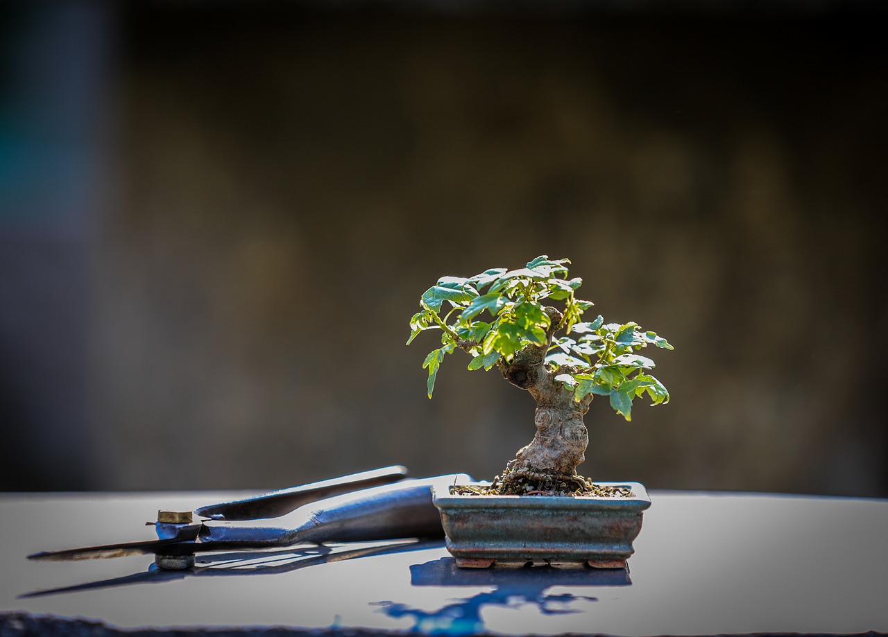 Greenwood bonsai