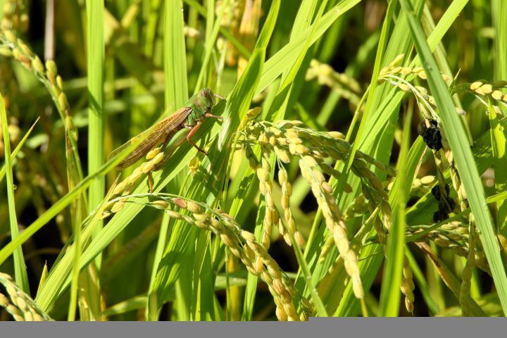 コガネムシの被害