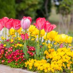 春の寄せ植えを楽しもう！おすすめの花や苗選びのポイントを解説