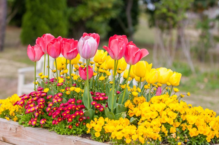 春の寄せ植えを楽しもう！おすすめの花や苗選びのポイントを解説