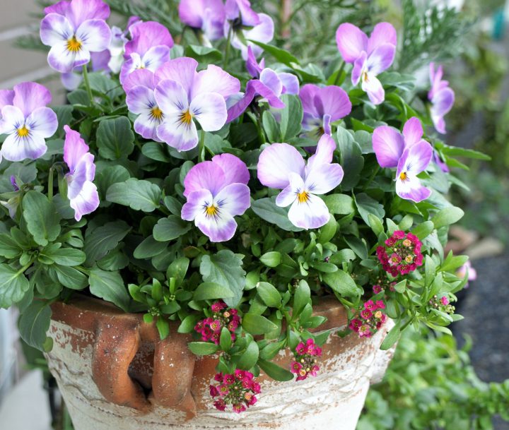 春の寄せ植えを楽しもう！おすすめの花や苗選びのポイントを解説 | For your LIFE