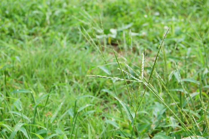 雑草図鑑 雑草の種類と名前 見分け方を解説 おすすめ除草剤も紹介 For Your Life