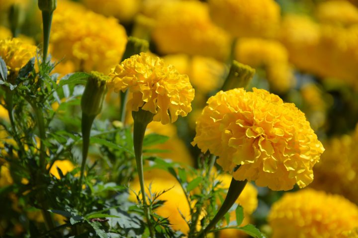 夏に咲く黄色い花