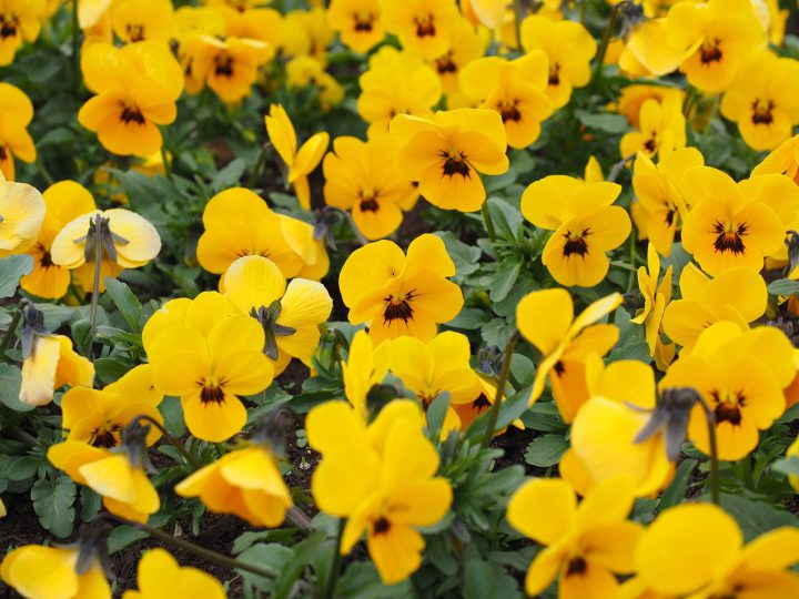 冬に咲く黄色い花