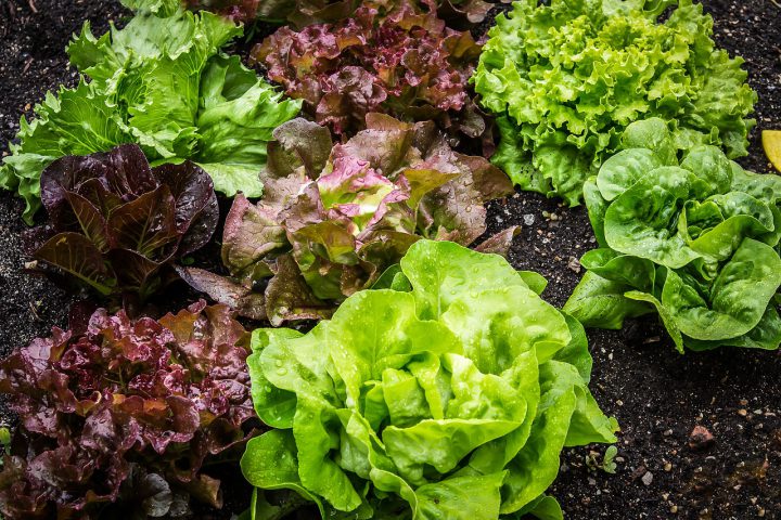 2月に植える野菜 家庭菜園でも手軽にできる種類と育て方 For Your Life