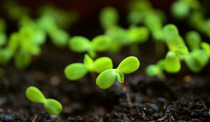 2月に植える野菜 家庭菜園でも手軽にできる種類と育て方 For Your Life