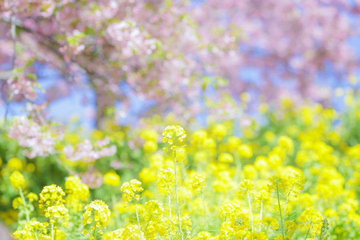 スズメバチの生態と食性 ミツバチとは何が違うのか For Your Life