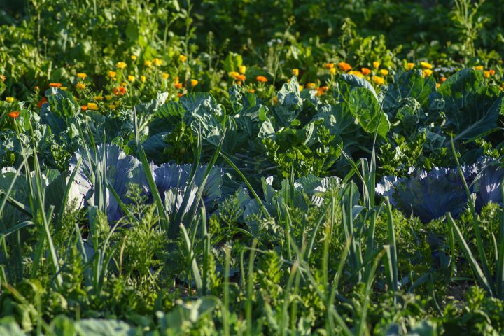 コンパニオンプランツを活用して野菜を栽培しよう！植え方や組み合わせ一覧