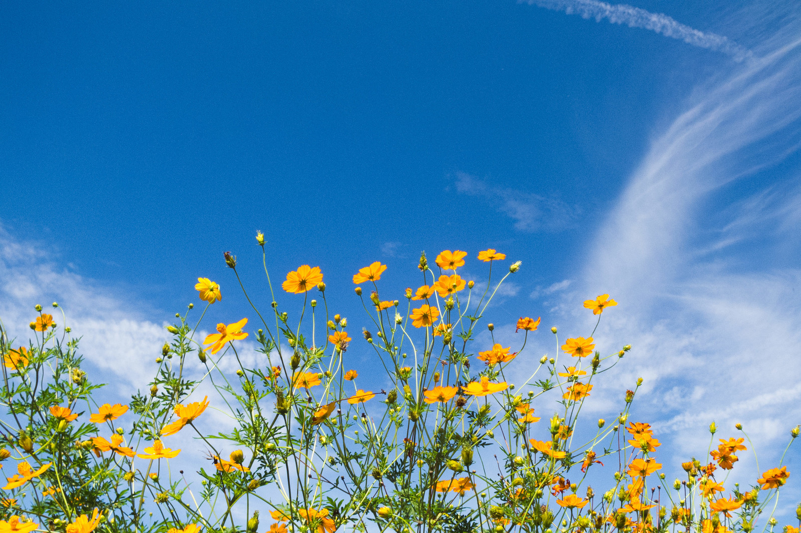 キバナコスモスの育て方】種まきや開花時期はいつ？花言葉も解説 - For